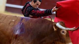 A torero stands in the arena with an injured bull.
