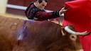 A torero stands in the arena with an injured bull.