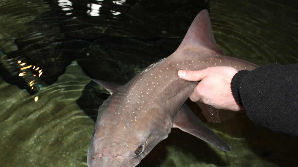 White-spotted smooth dogfish (Mustelus asterias)