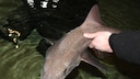 White-spotted smooth dogfish (Mustelus asterias)