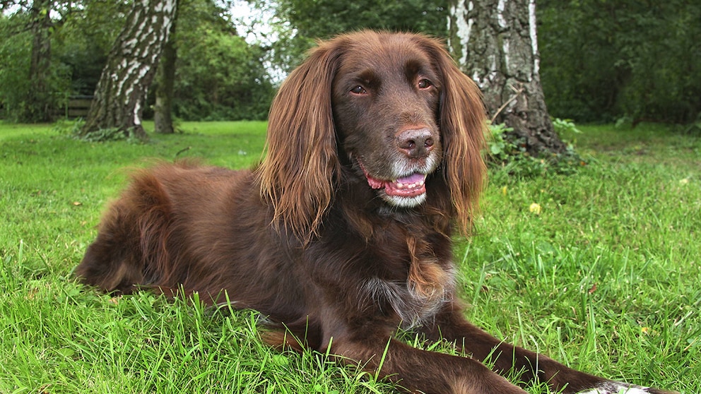 German Longhair (Canis lupus f. familiaris), lying on a meadow.