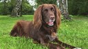 German Longhair (Canis lupus f. familiaris), lying on a meadow.