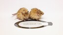 Two woolly mice bred in the laboratory