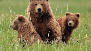 Three bears, including two young ones, sit in the grass.