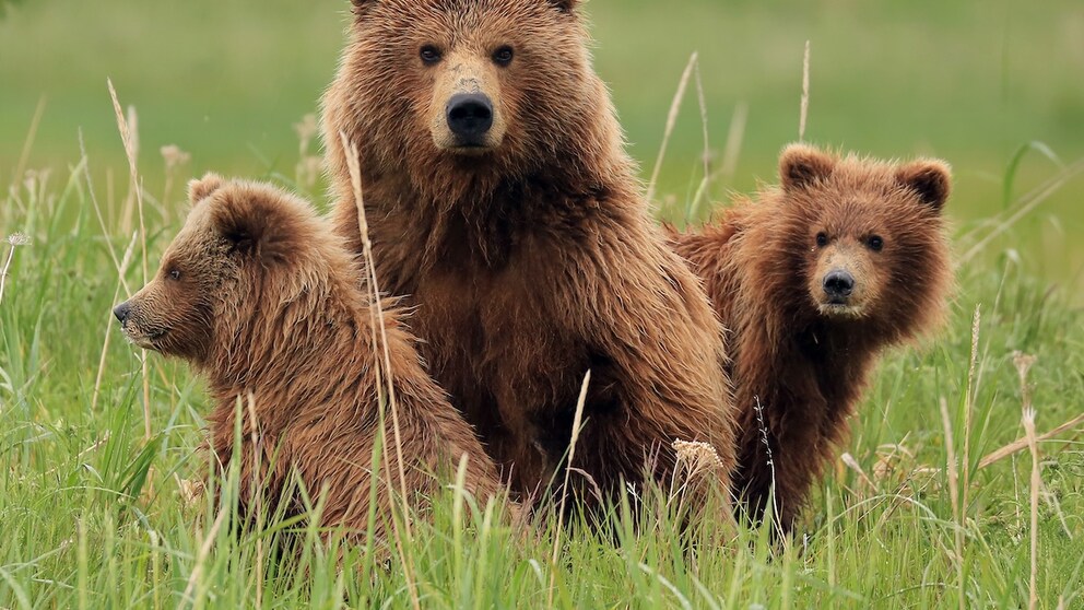 Three bears, including two young ones, sit in the grass.