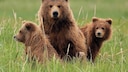 Three bears, including two young ones, sit in the grass.