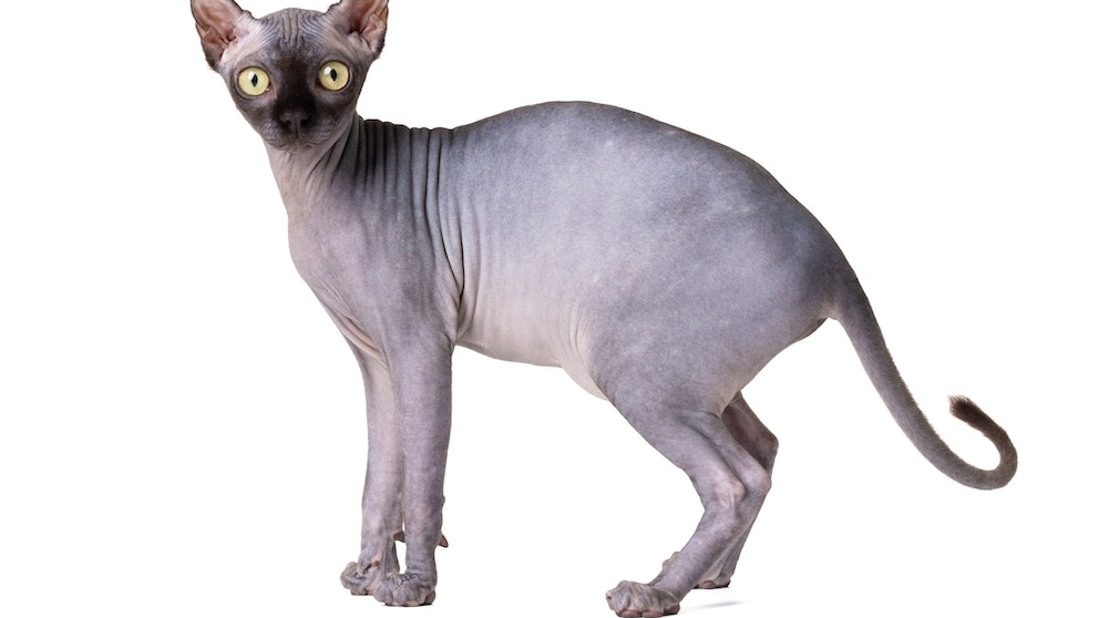 Sphynx cat (isolated)