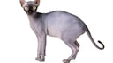 Sphynx cat (isolated)