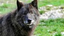 Wolfhound Cadabomb Okami is considered the most expensive dog in the world. (symbolic picture)