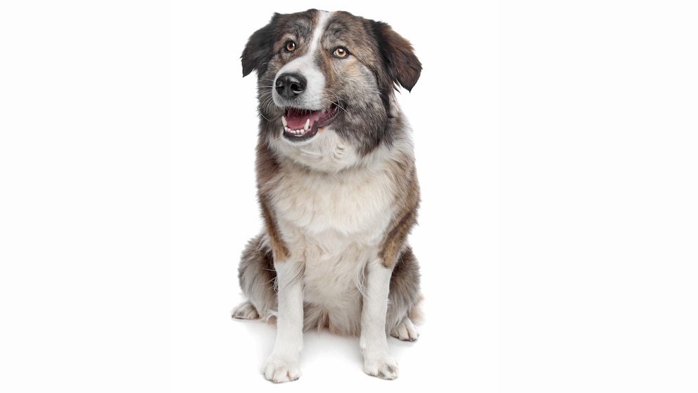 Aidi or Atlas Mountain Dog in front of a white background