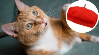 Collage of an orange cat with a red beret