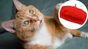 Collage of an orange cat with a red beret