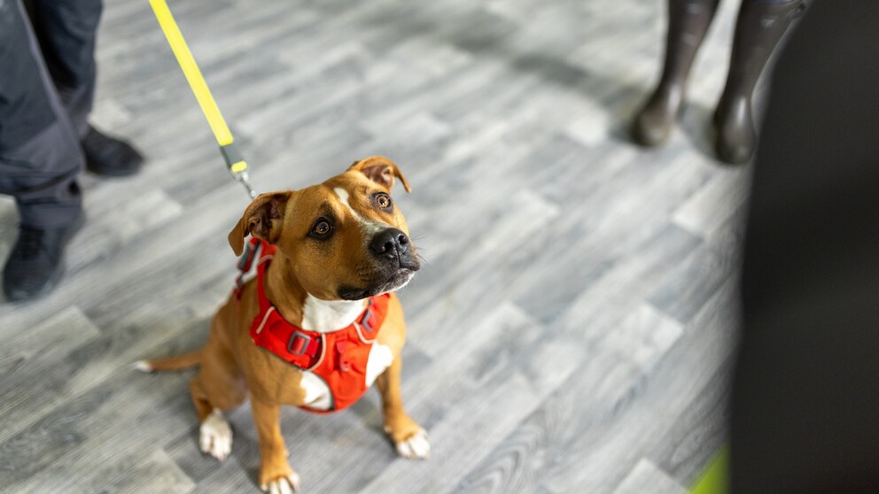 Dog on a leash at the animal shelter