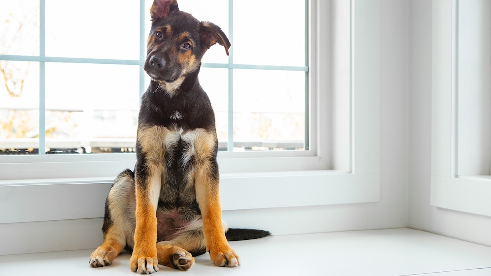 A German Shepherd sits in a puppy seat in front of a window