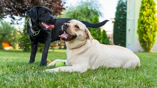 A picture of a pair of black and white Labradors playing in the backyard