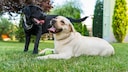 A picture of a pair of black and white Labradors playing in the backyard