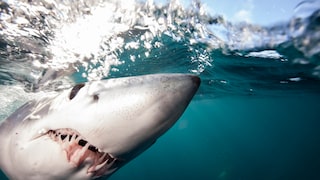 Shortfin mako under water