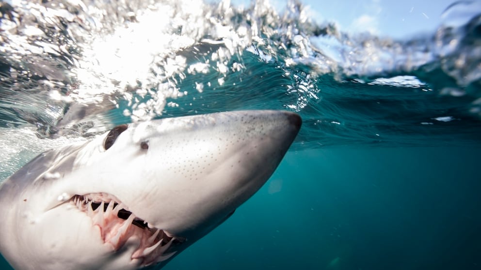 Shortfin mako under water