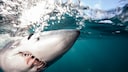 Shortfin mako under water