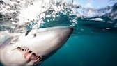 Shortfin mako under water