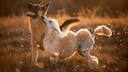 Two dogs - a German Shepherd and a King Poodle - running across a meadow in the evening light