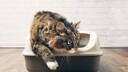 Cat scratches at the litter box