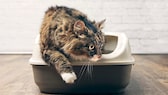 Cat scratches at the litter box