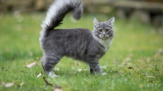 Cat with a long tail in the grass