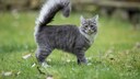 Cat with a long tail in the grass