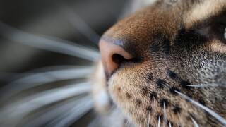 Close-up of a cat's nose