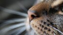 Close-up of a cat's nose