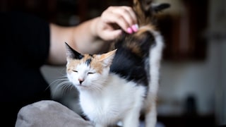 Patting a cat on the bottom