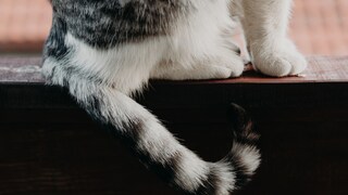 Cat with a Broken Tail