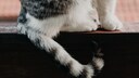 Cat with a Broken Tail