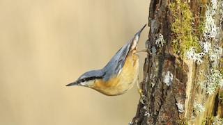 Nuthatch