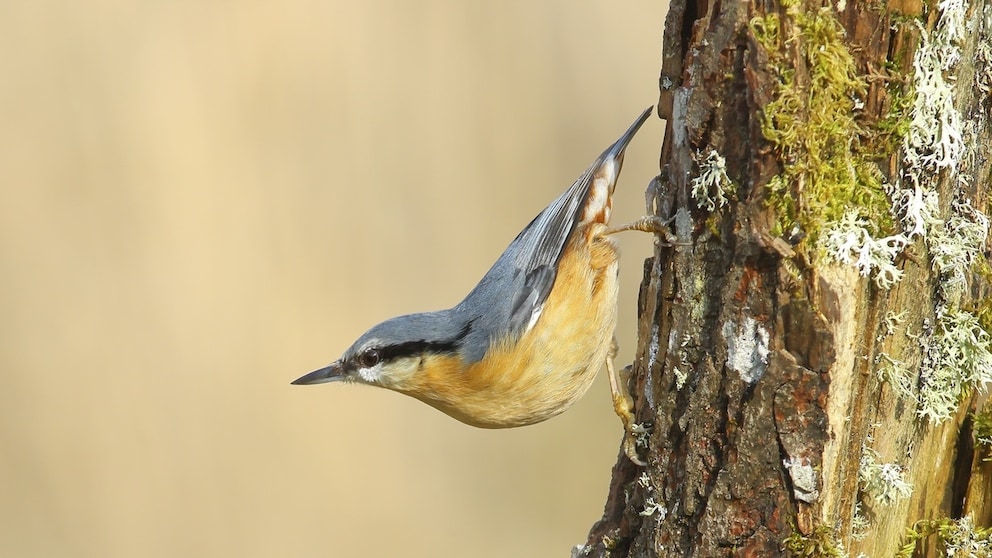 Nuthatch