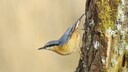 Nuthatch