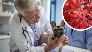 A small dog is checked for heartworms at the vet