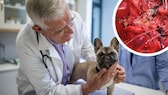 A small dog is checked for heartworms at the vet
