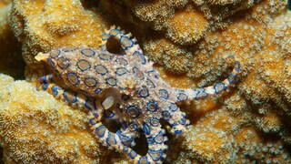 Hapalochlaena Octopus in the Ocean