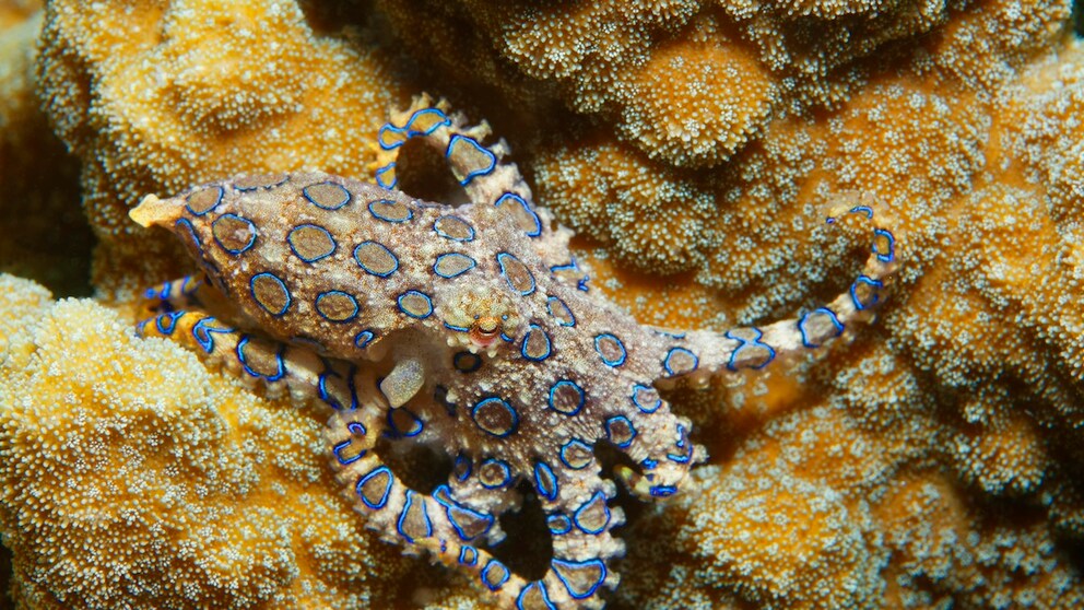 Hapalochlaena Octopus in the Ocean