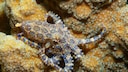 Hapalochlaena Octopus in the Ocean