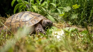 A tortoise outdoors