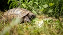 A tortoise outdoors