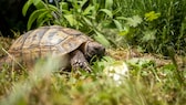A tortoise outdoors