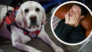 Collage of assistance dog and young man with headache (circle)