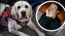 Collage of assistance dog and young man with headache (circle)