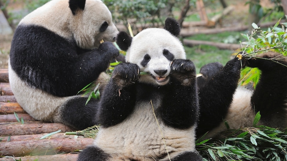 Two pandas nibble on bamboo