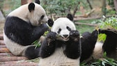 Two pandas nibble on bamboo