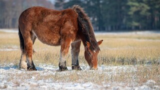 Horse with winter coat standing in the pasture